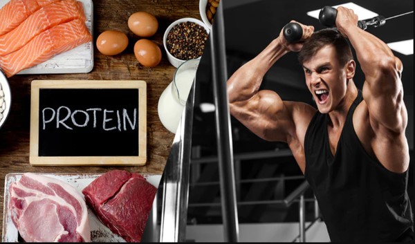 Vai trò của protein trong quá trình phục hồi cơ bắp sau khi tập luyện