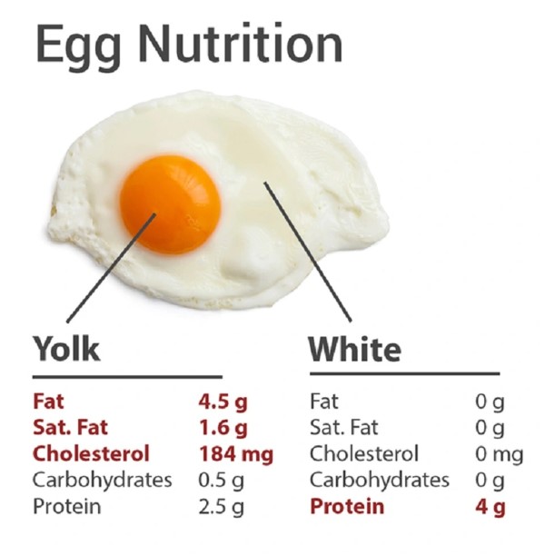 Giá trị dinh dưỡng và lợi ích sức khỏe của protein trong 2 lòng trắng trứng