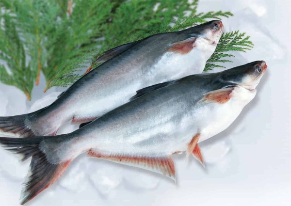 Cá basa bao nhiêu protein so với nguồn protein động vật