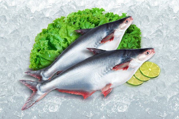 Lợi ích sức khỏe từ protein trong cá basa mang lại cho cơ thể