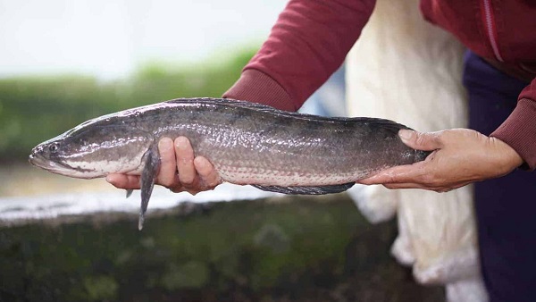 Cá lóc, với tên khoa học là Channa striata