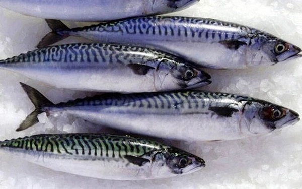 Chọn mua cá thu tươi ngon