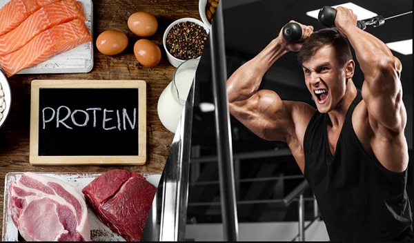 Vai trò cốt lõi của protein trong tăng cơ