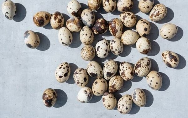 10 gram trứng cút chứa khoảng 3.5 gram protein