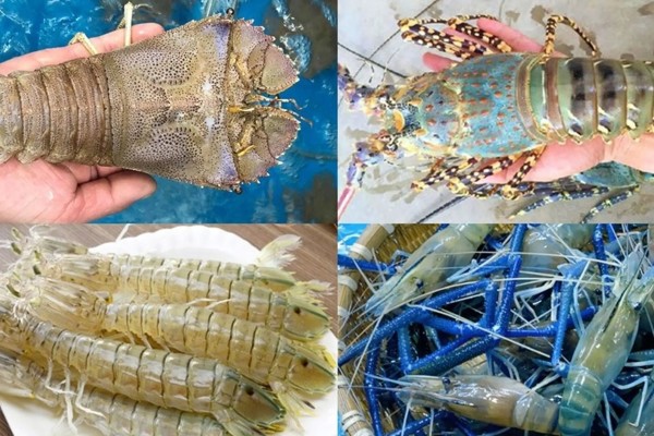 So sánh các loại tôm phổ biến theo lượng calo