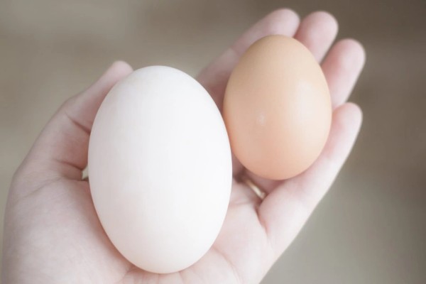Trứng vịt hay trứng gà: Loại nào tốt hơn cho vóc dáng và sức khỏe?
